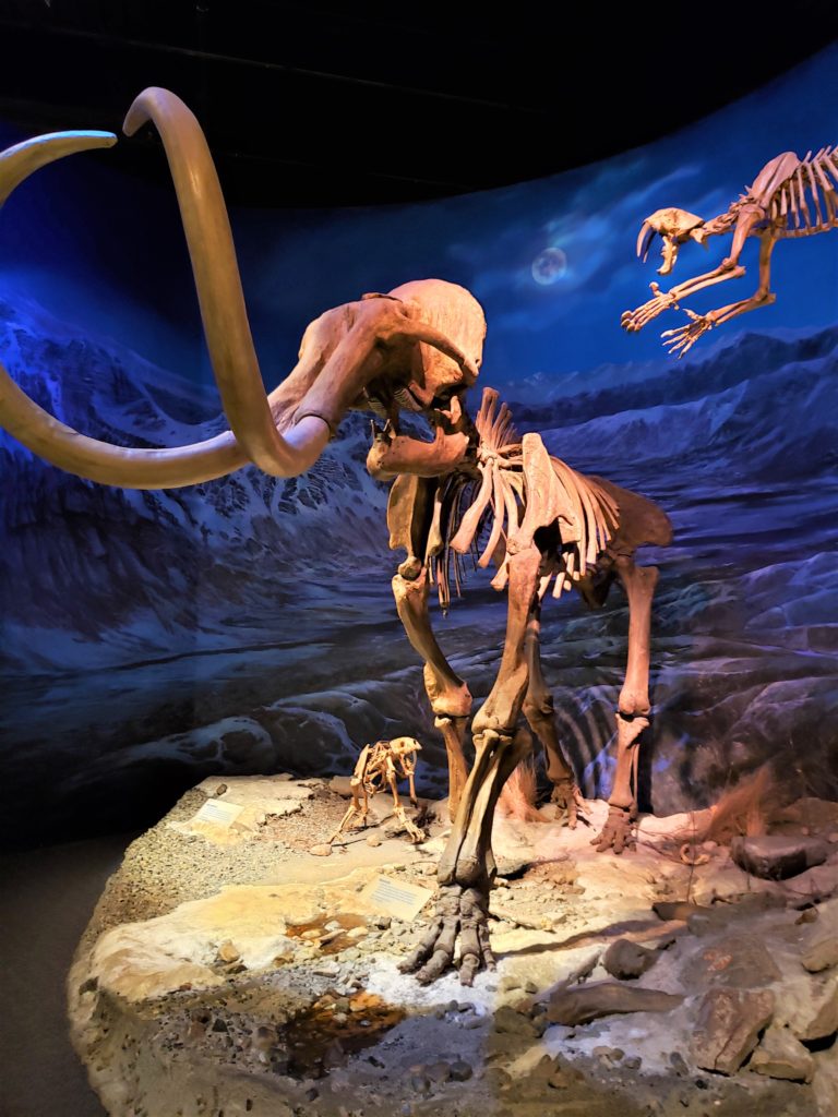 Un mamut y un diente de sables en el museo Tyrrell