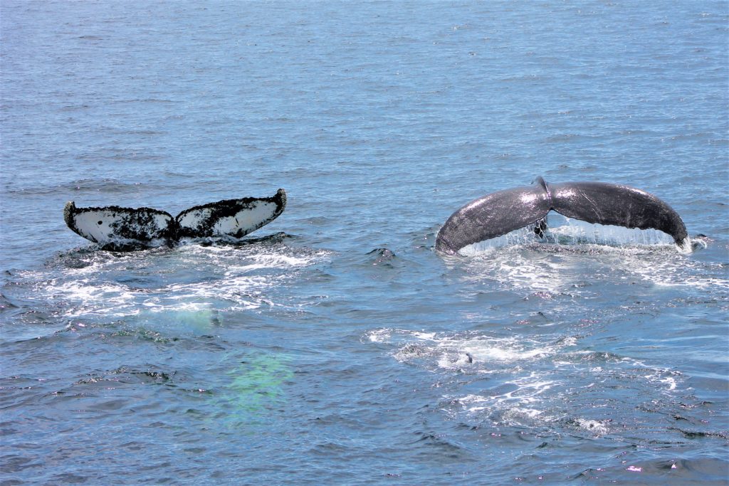Avistamiento de ballenas en Provincetown