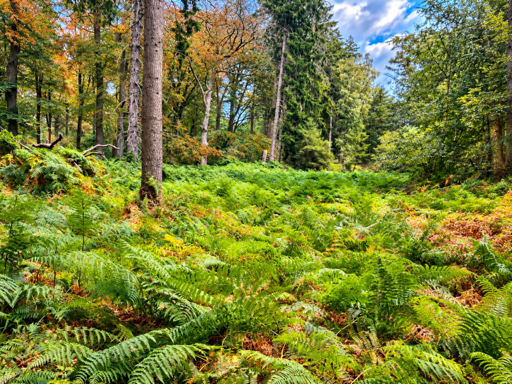Bosque de Lage Vuursche en Holanda, con abundantes helechos verdes y árboles altos.